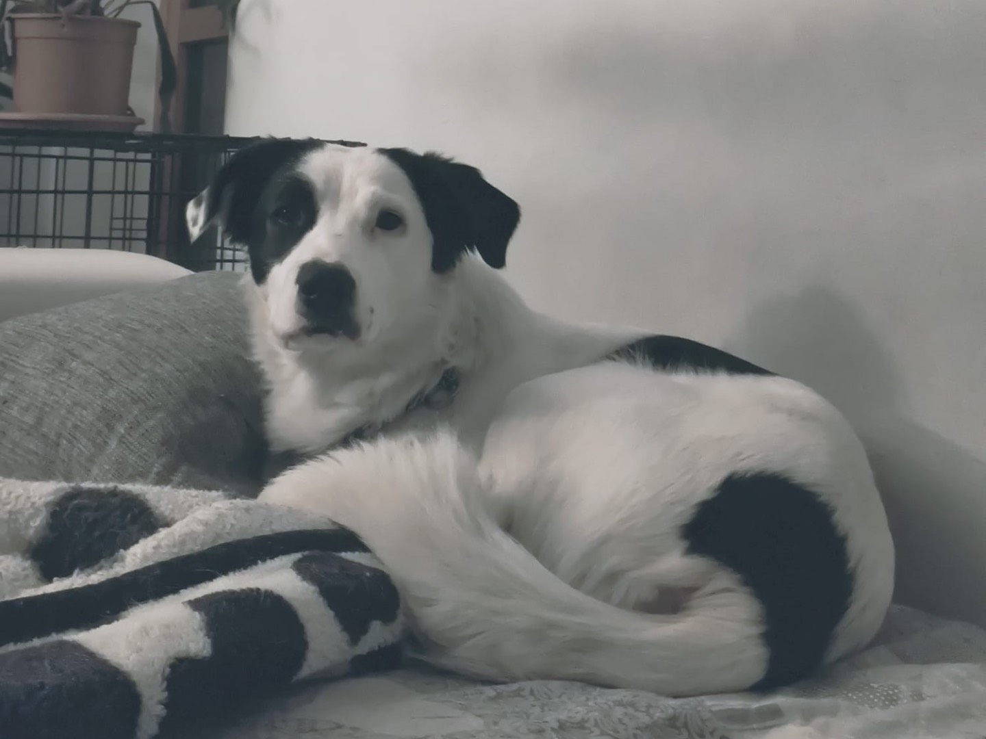 Adotta un cane, taglia media, femmina, Cuneo