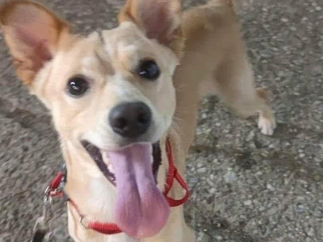 Adotta un cane, maschio, 2 anni  e 3 mesi , Cosenza