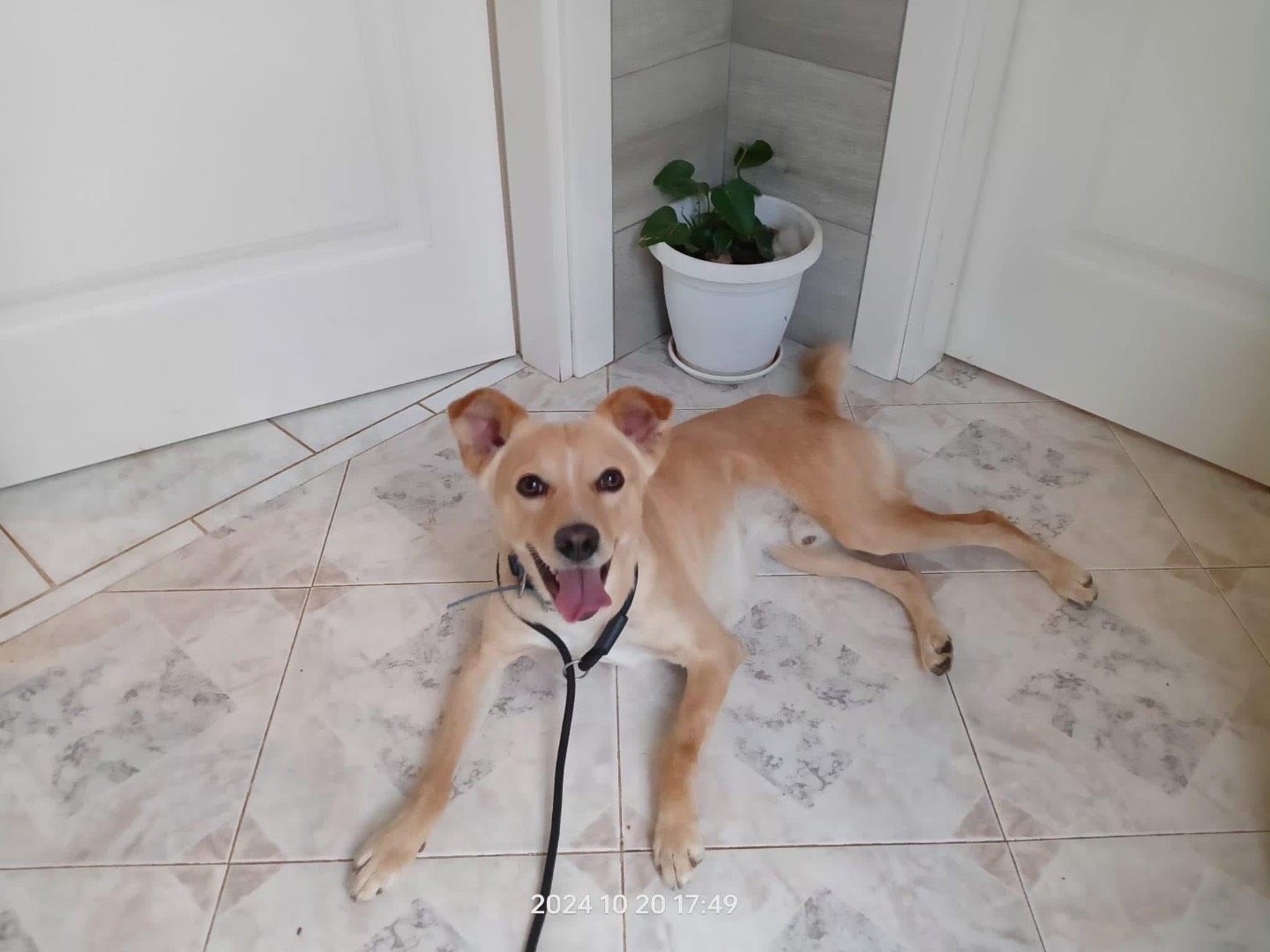 Adotta un cane, taglia media contenuta, maschio, Cosenza