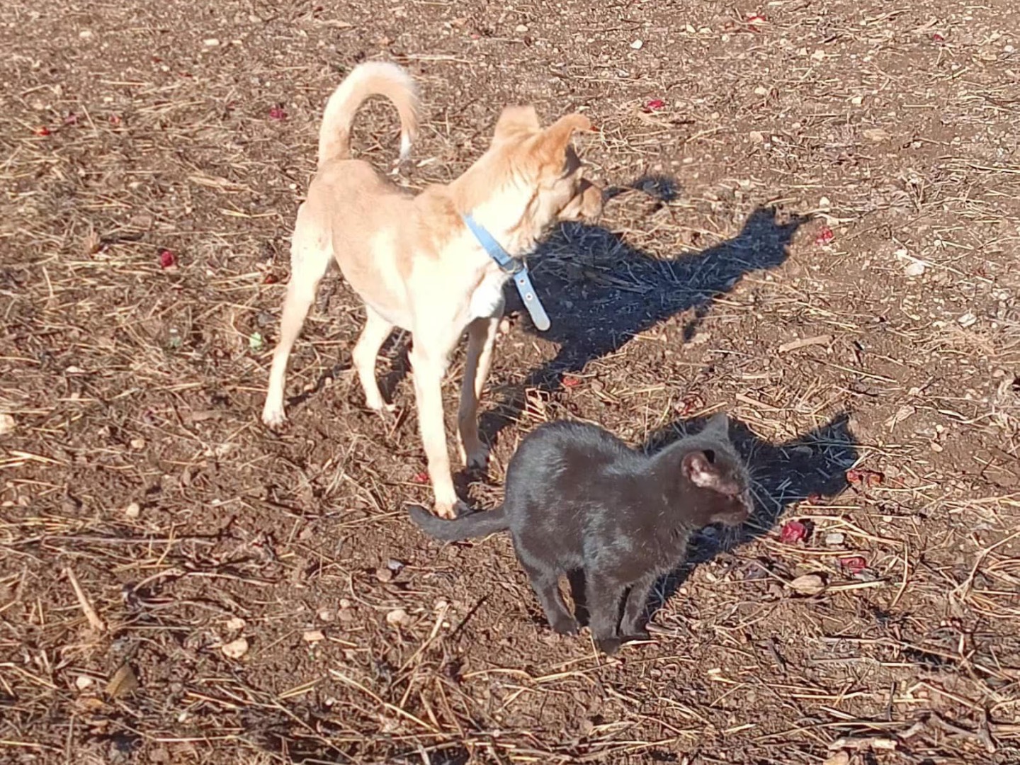 Vuoi adottare un cane a Cosenza?