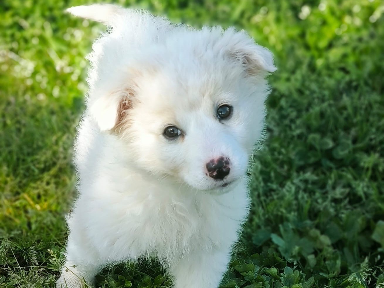 Adozione cane, femmina, Razza sconosciuta Razza sconosciuta, 2 mesi, taglia piccola, Cosenza