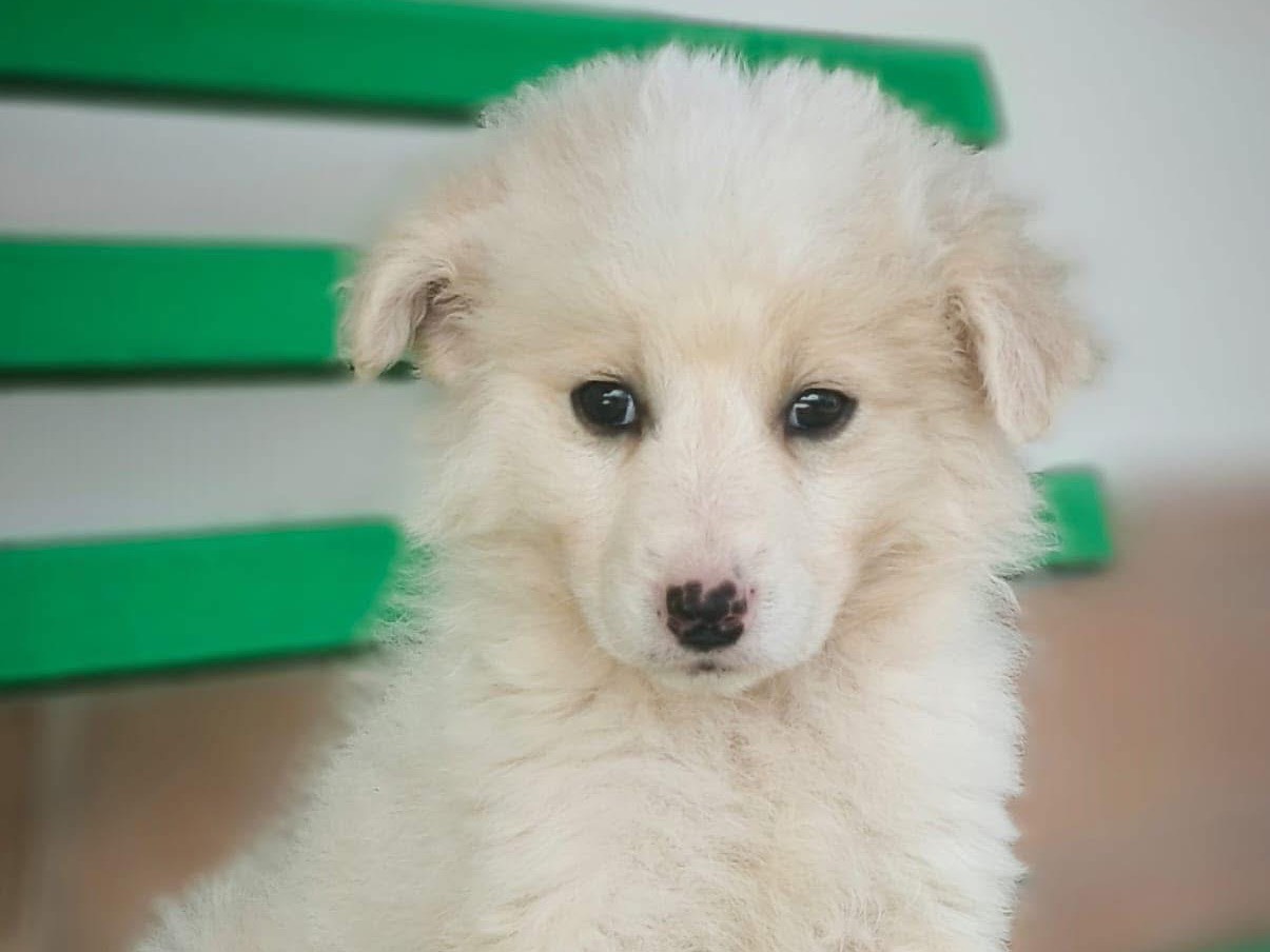 Adotta un cane, taglia piccola, femmina, Cosenza