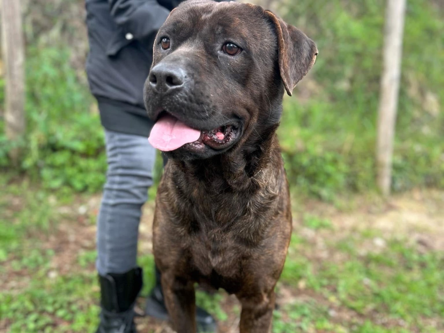 Adotta un cane, maschio, 2 anni  e 3 mesi , Latina