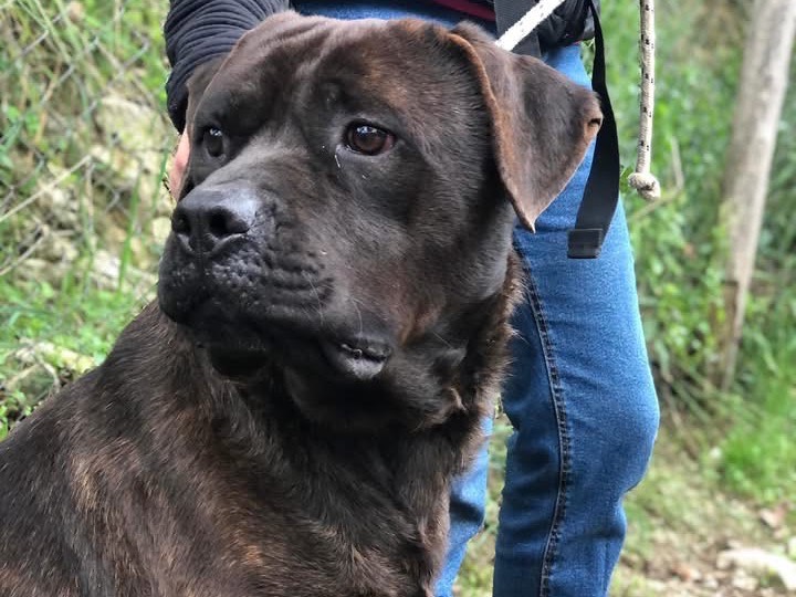 Adotta un cane, taglia grande, maschio, Latina