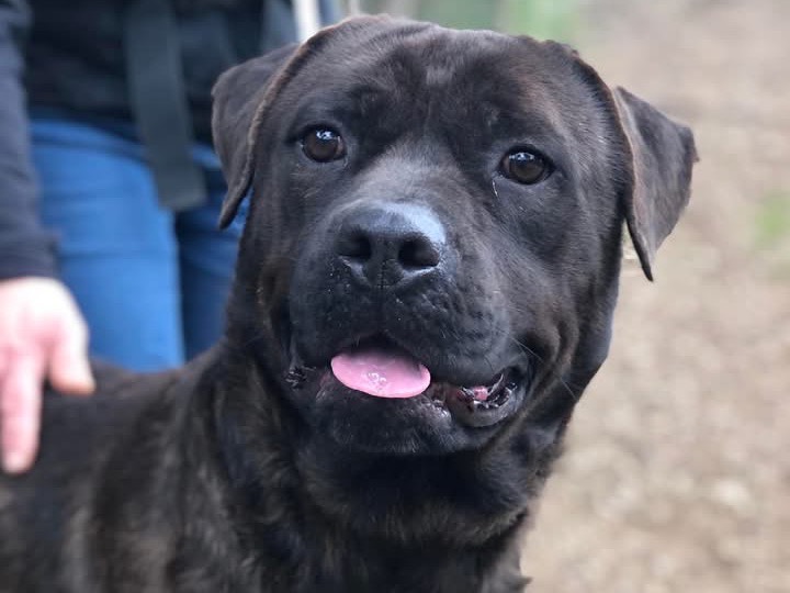 Adotta il cane Oslo a Latina