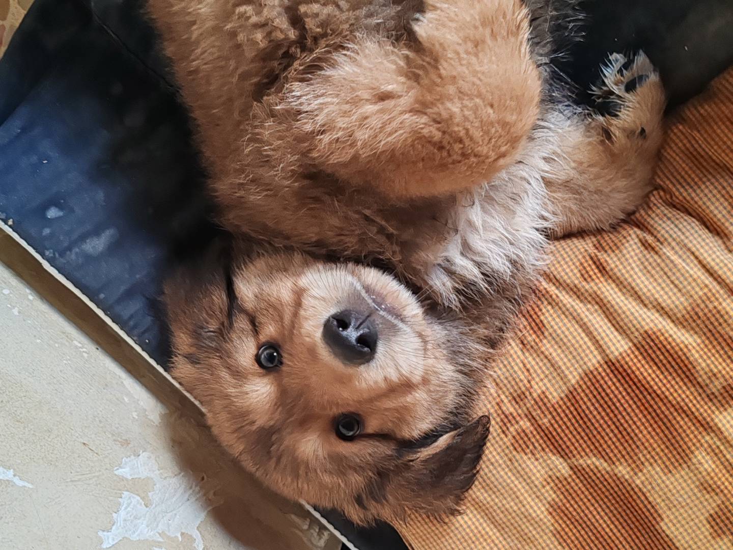 Adotta un cane, taglia media, maschio, Catania