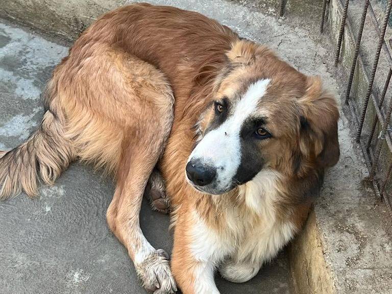 Adotta un cane, taglia media contenuta, maschio, Caltanissetta