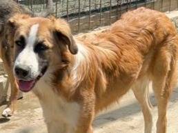 Adotta il cane Tobia bello ed invisibile a Caltanissetta