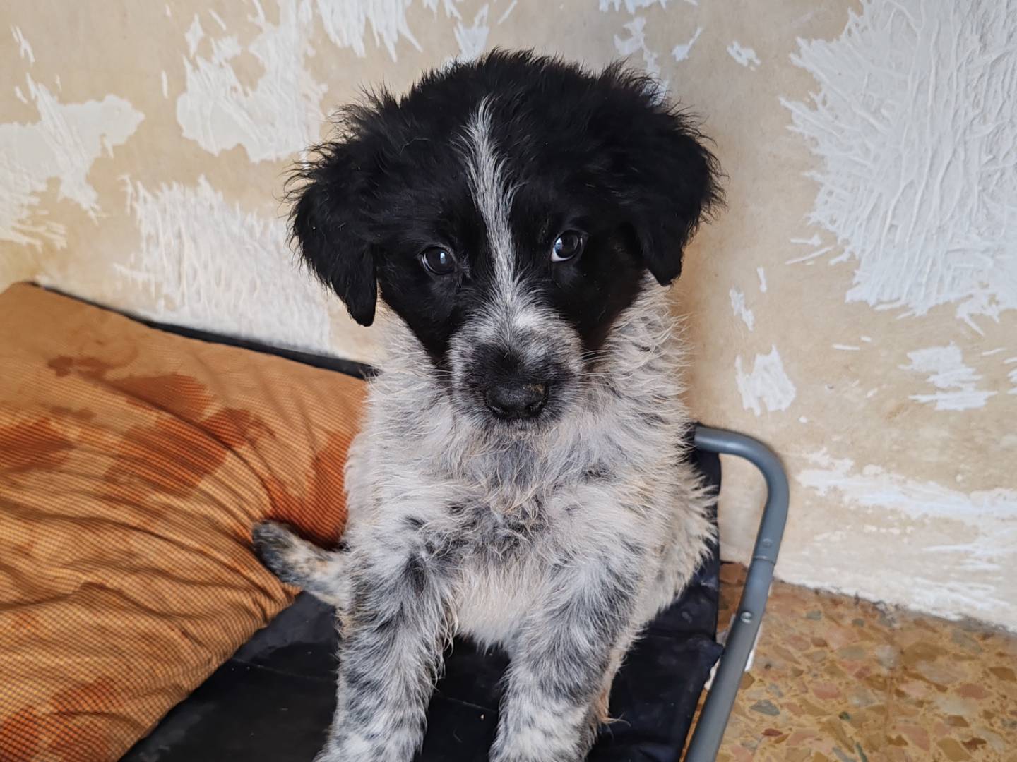 Adotta un cane, maschio, 3 mesi, Catania