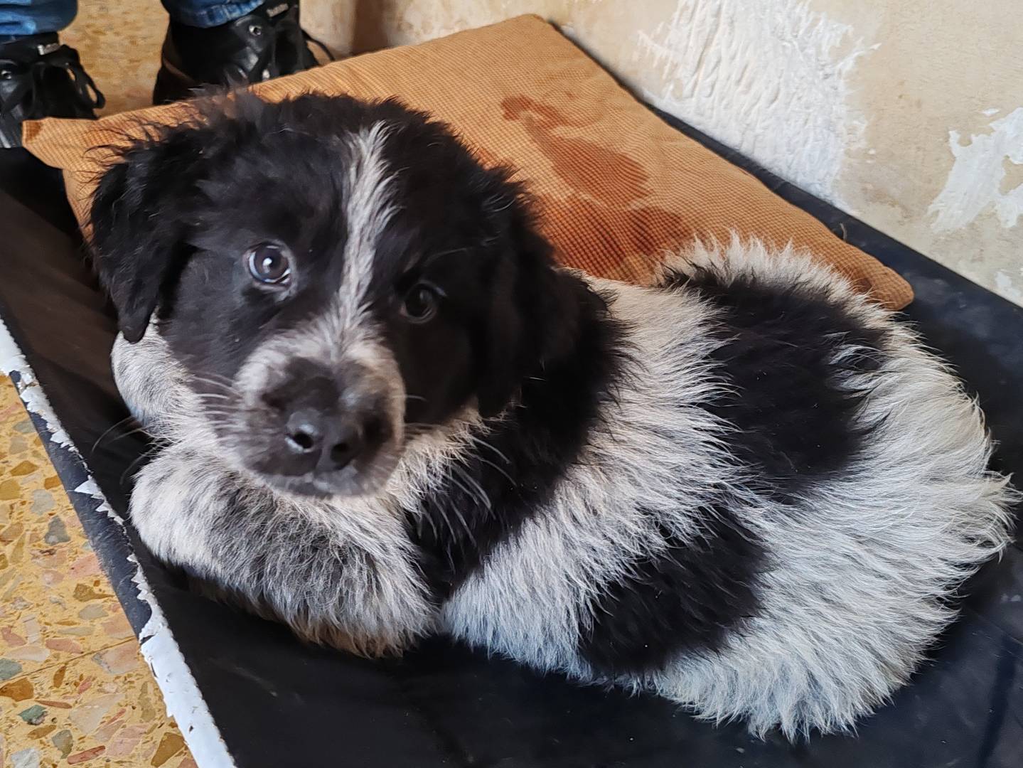 Adotta un cane, taglia grande, maschio, Catania