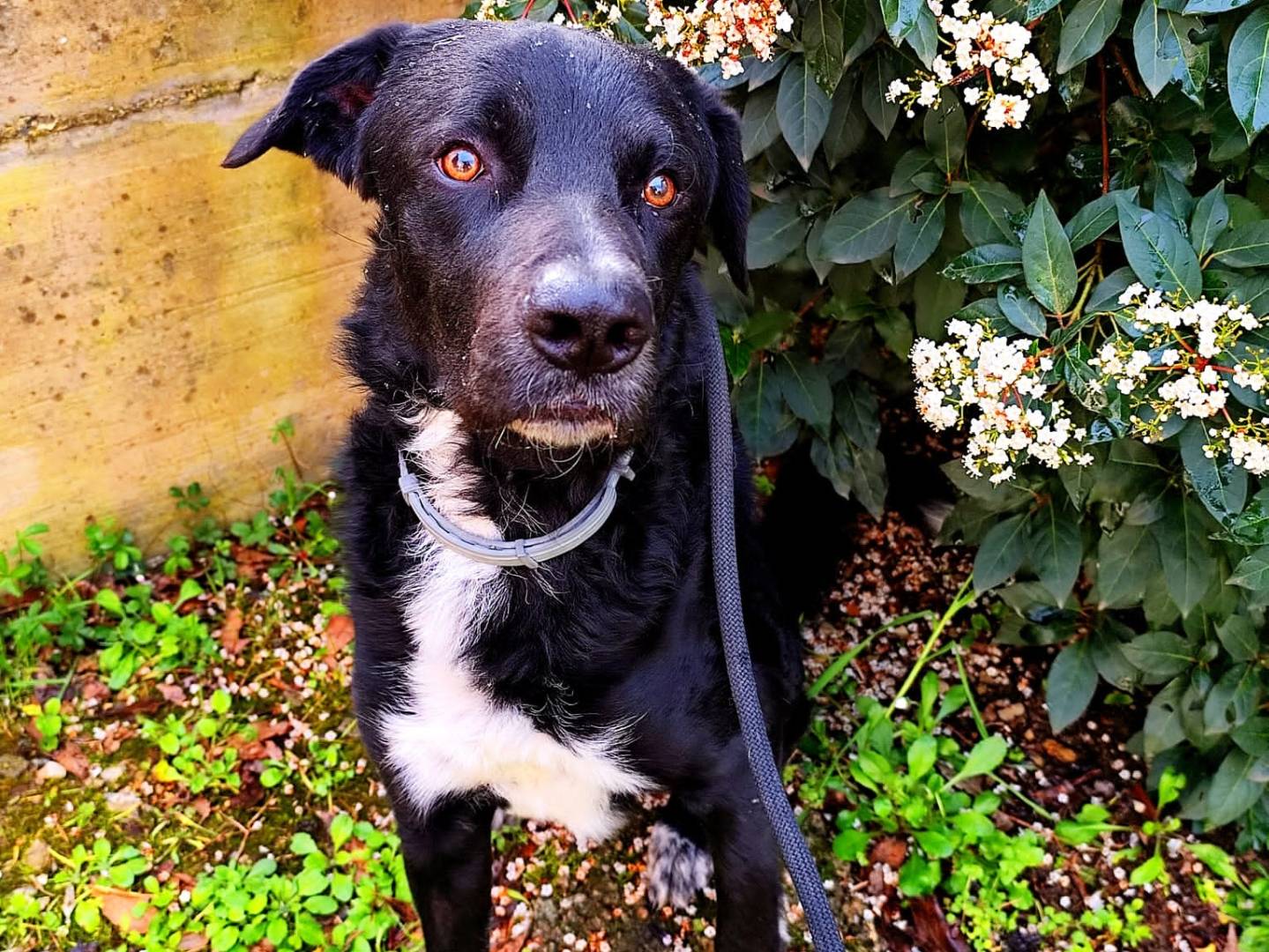 Adotta il cane Milo a Siena