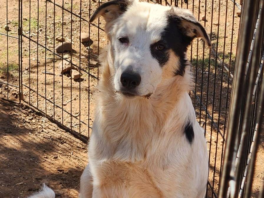 Foto dell'animale