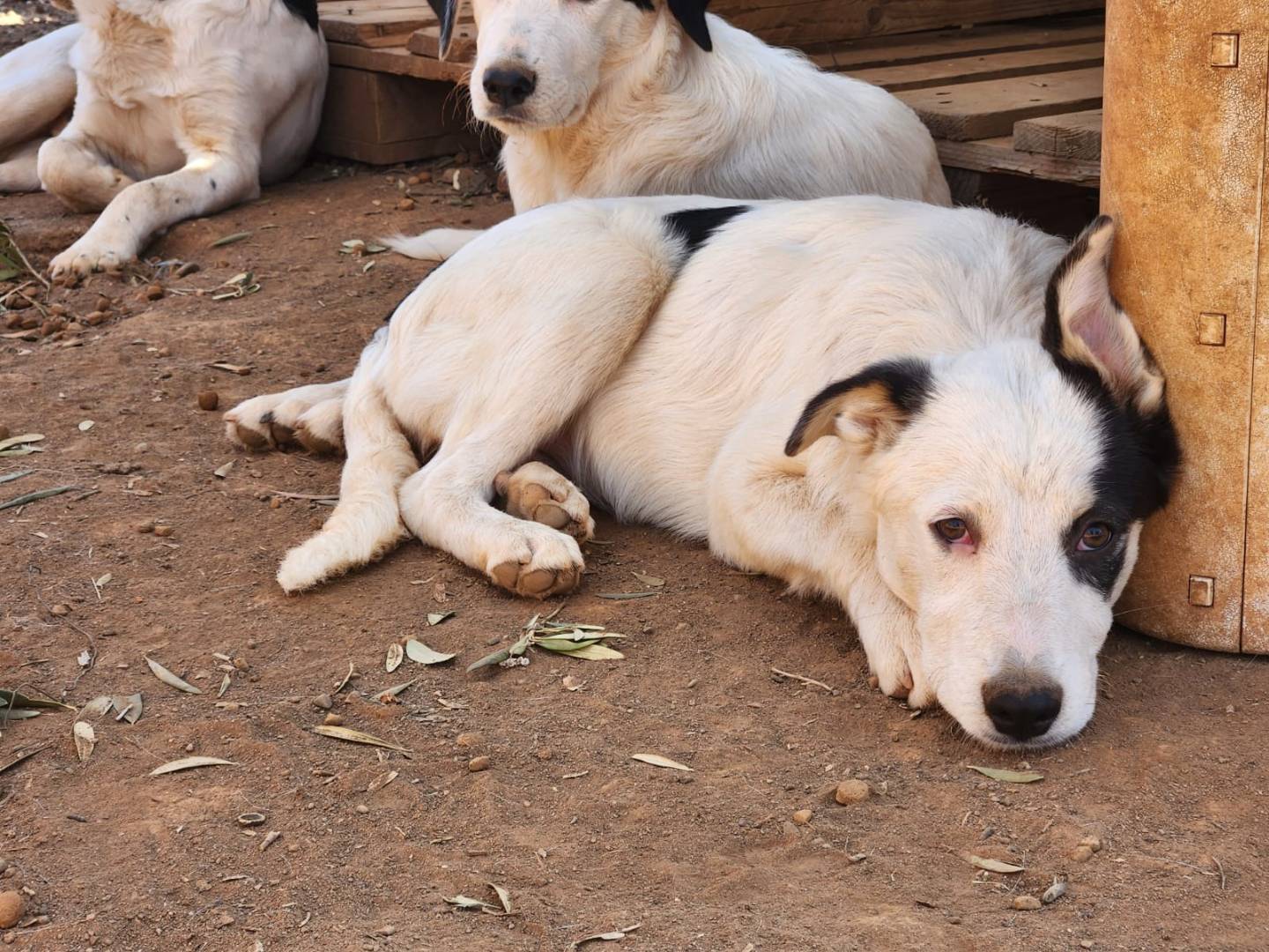 Vuoi adottare un cane a Cosenza?