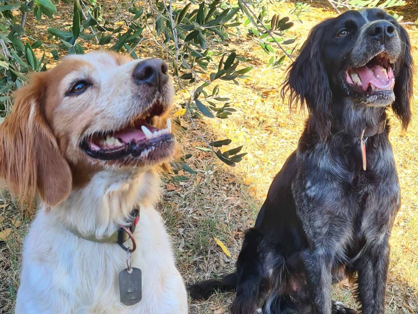 Adotta il cane ACHILLE ETTORE a Firenze