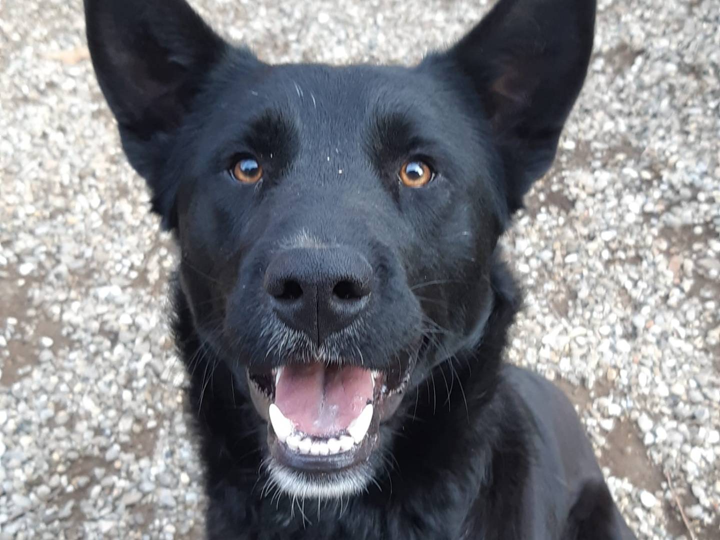 Foto dell'animale