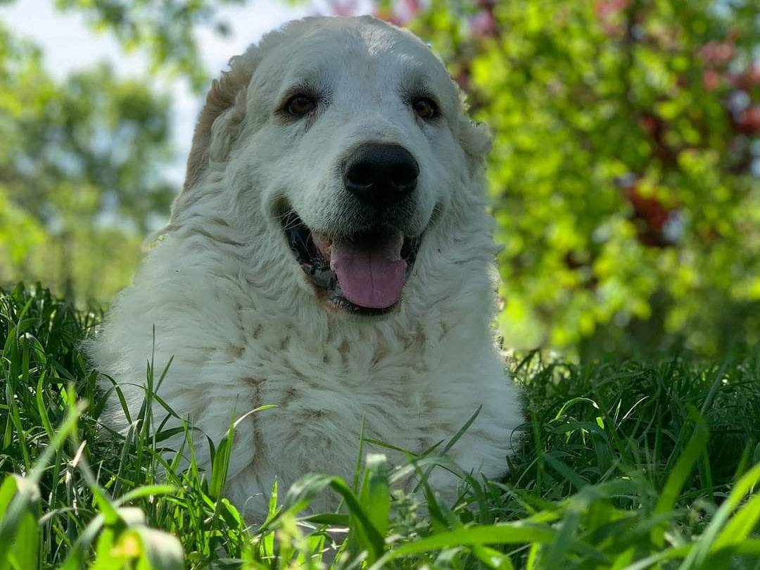 Foto dell'animale
