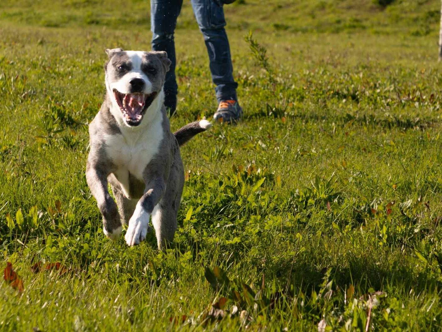Adotta il cane TALA a Firenze