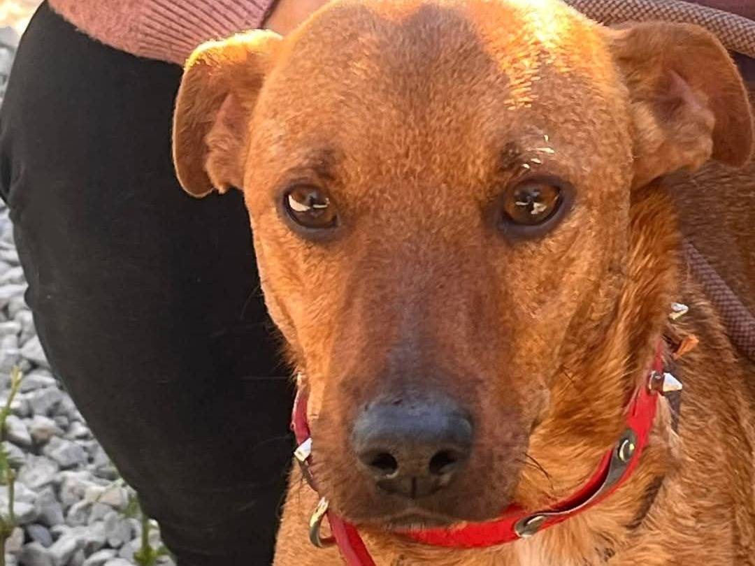 Adotta un cane, maschio, 2 anni  e 11 mesi , Palermo