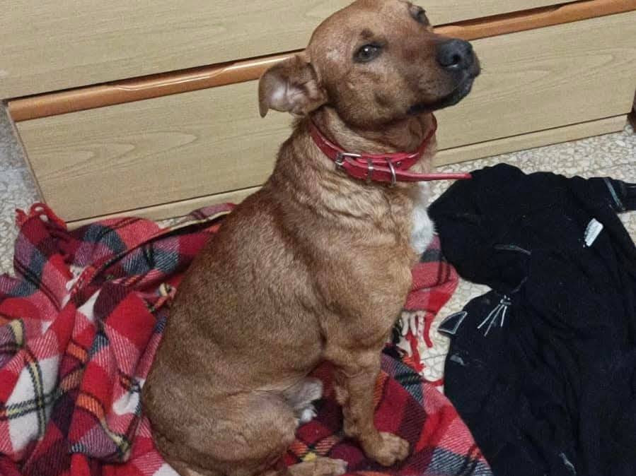 Adotta un cane, taglia piccola, maschio, Palermo