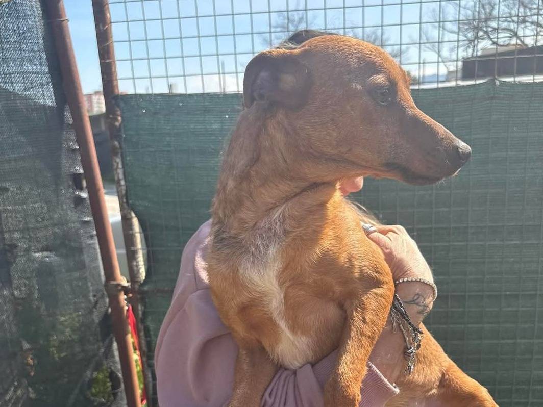 Vuoi adottare un cane a Palermo?