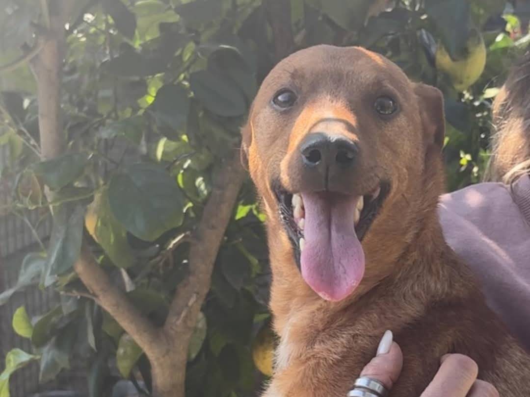 Adotta il cane Nico  a Palermo