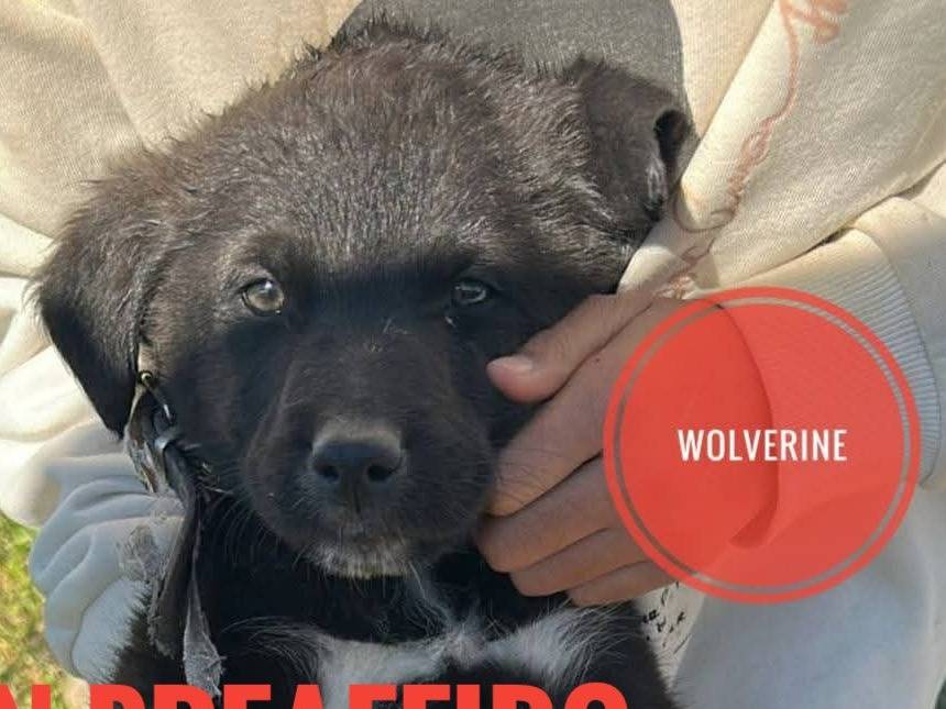 Adozione cane, maschio, Razza sconosciuta Razza sconosciuta, 1 anno e 2 mesi, taglia piccola, Verona