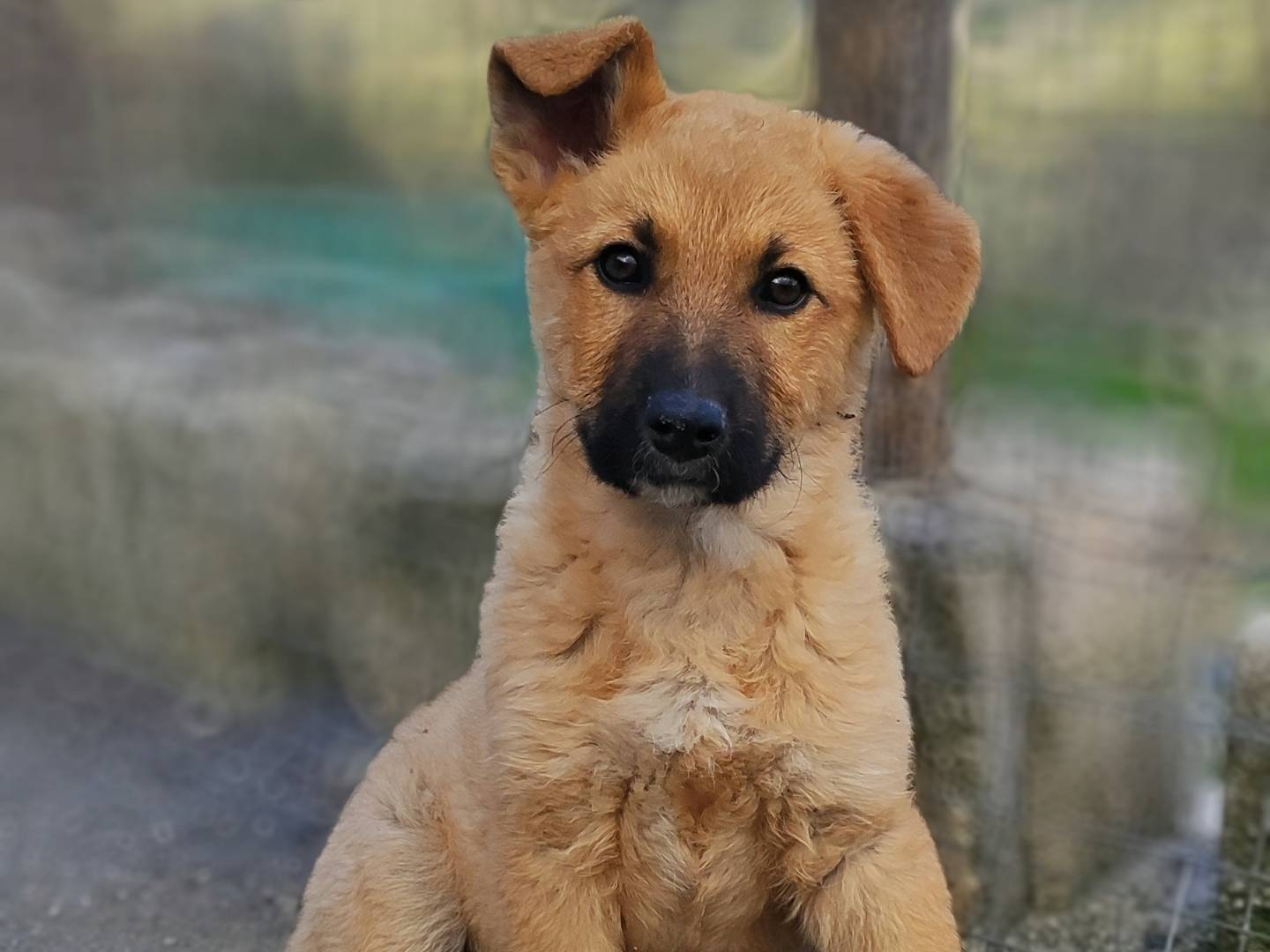 Foto dell'animale
