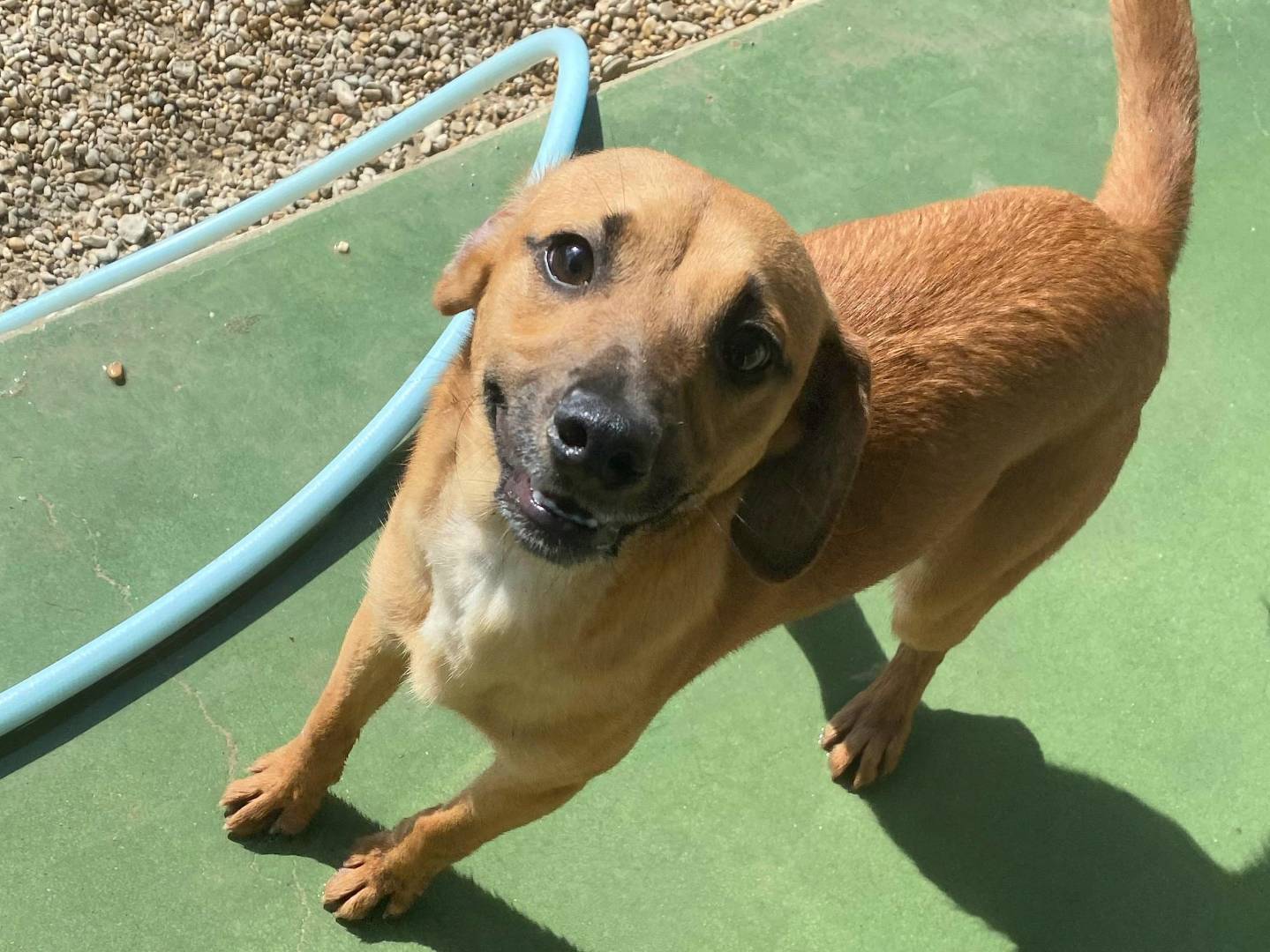 Adotta un cane, maschio, 1 anno e 2 mesi , Teramo