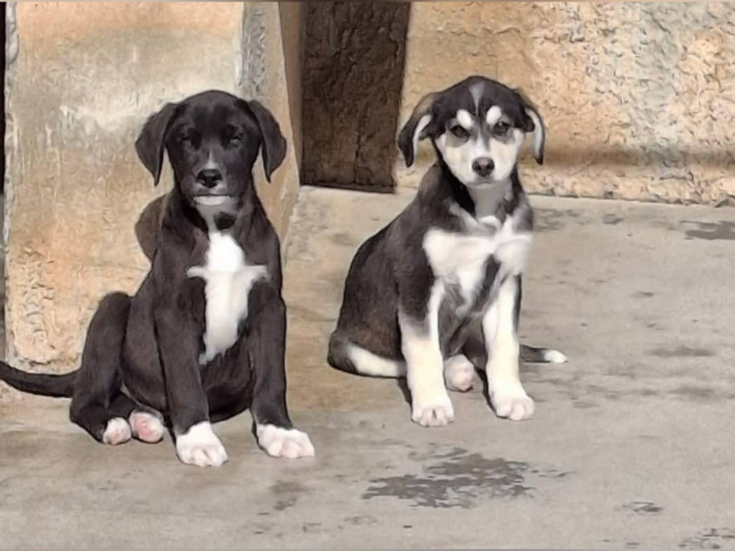 Foto dell'animale