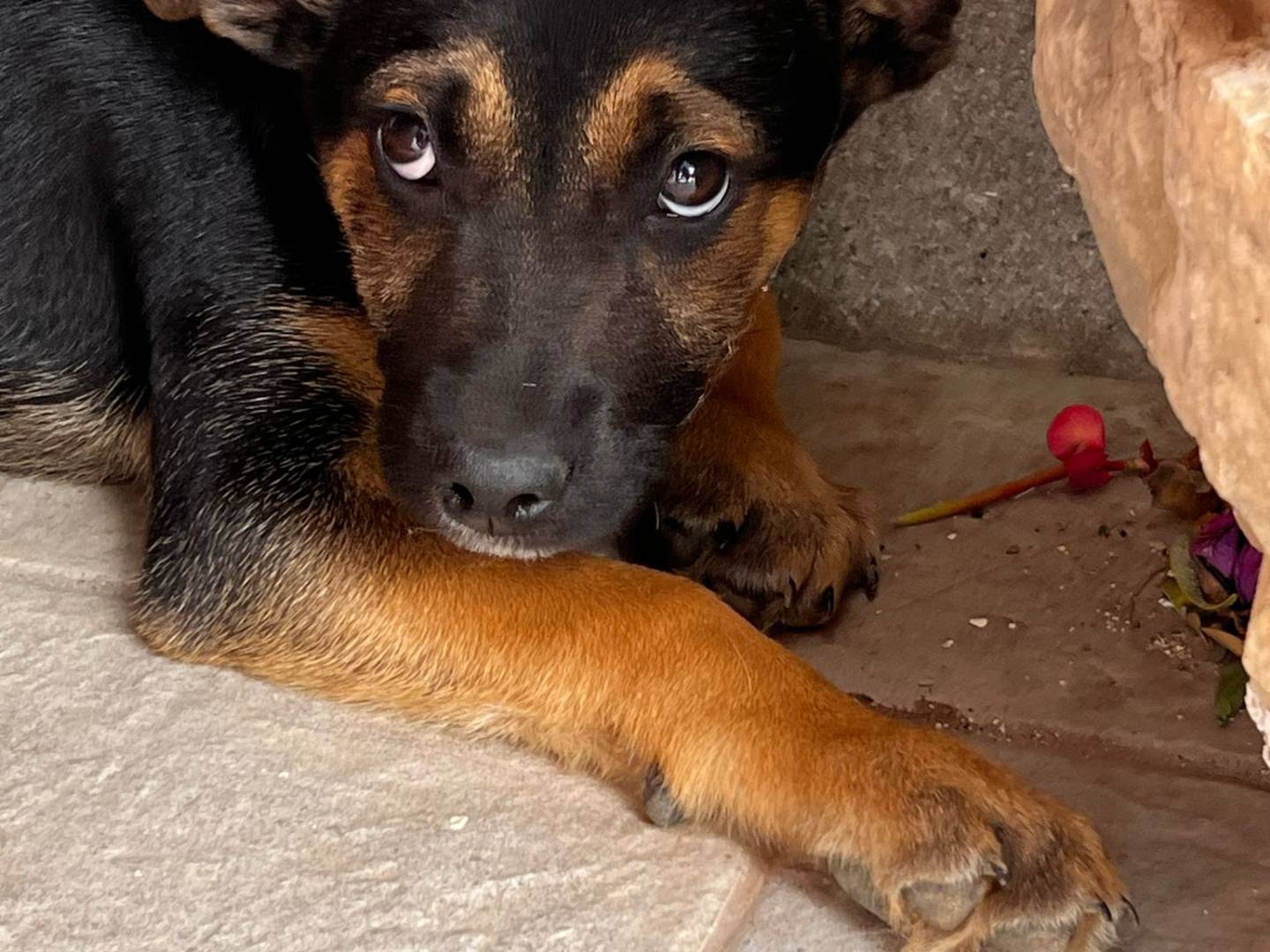 Foto dell'animale