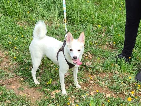 Adotta un cane, femmina, 2 anni e 7 mesi, Bari