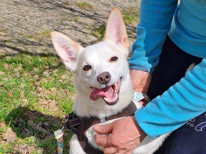 Adotta un cane, taglia piccola, femmina, Bari