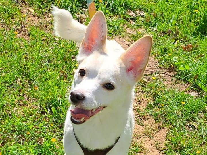 Vuoi adottare un cane a Bari?