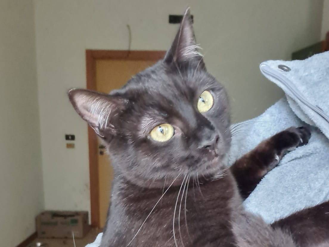 Adozione gatto, femmina, Razza sconosciuta Razza sconosciuta, 1 anno e 6 mesi, taglia non valida, Bari