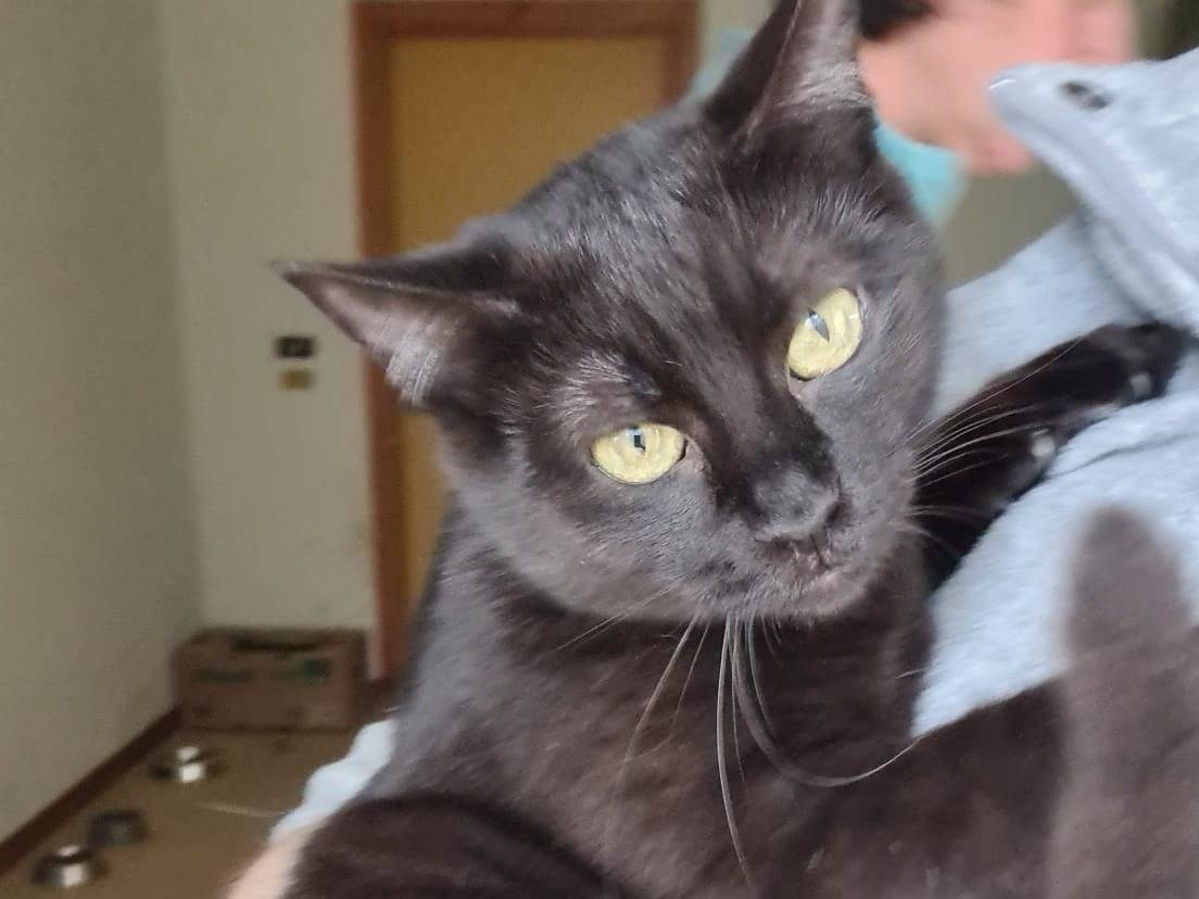 Adotta un gatto, taglia non valida, femmina, Bari