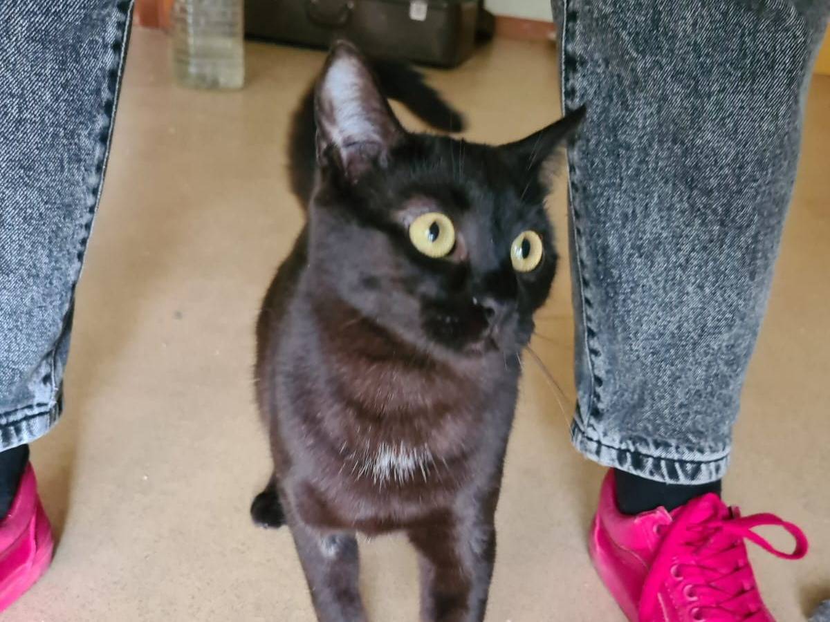 Vuoi adottare un gatto a Bari?