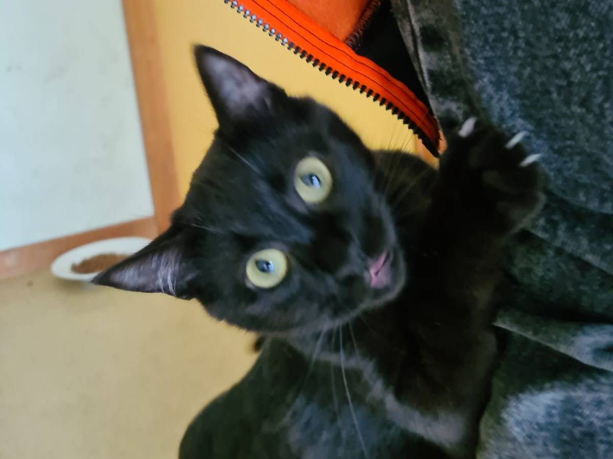 Adotta il gatto Polpetta  a Bari