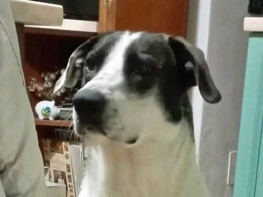 Adotta un cane, femmina, 1 anno e 5 mesi, Cremona