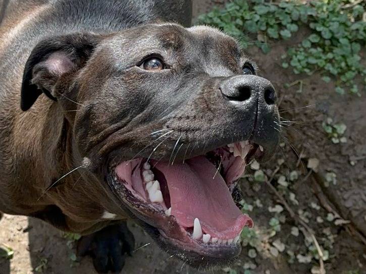 Adotta il cane BEA a Cremona