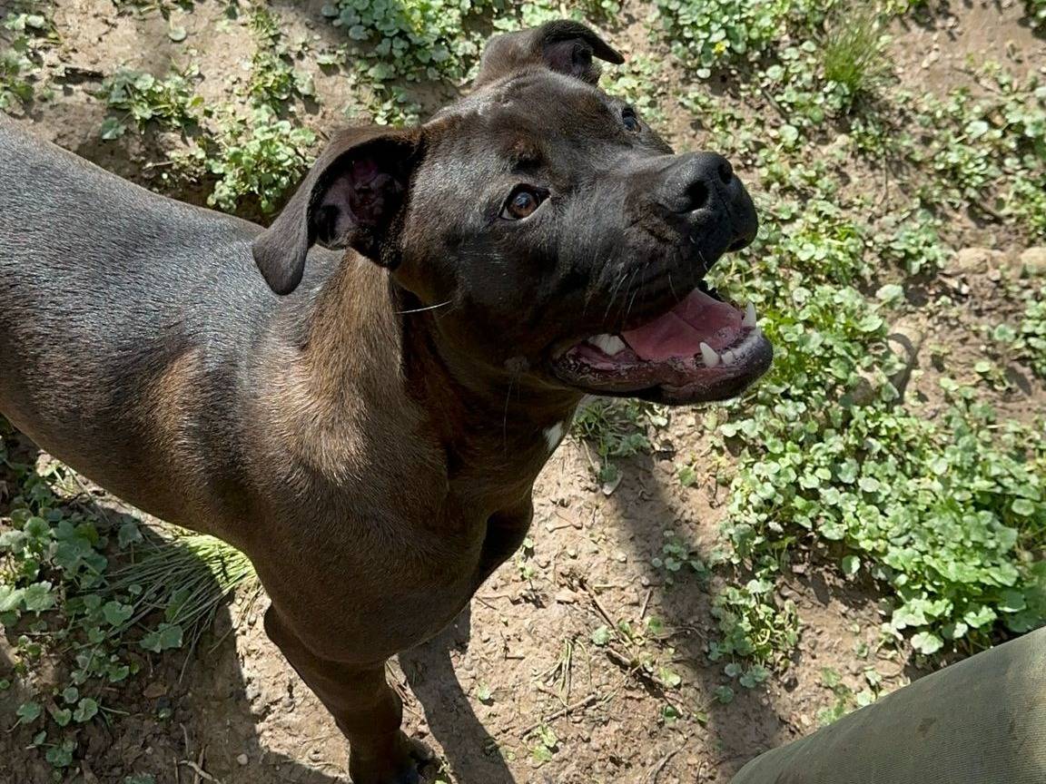Adotta un cane, femmina, 6 mesi, Cremona