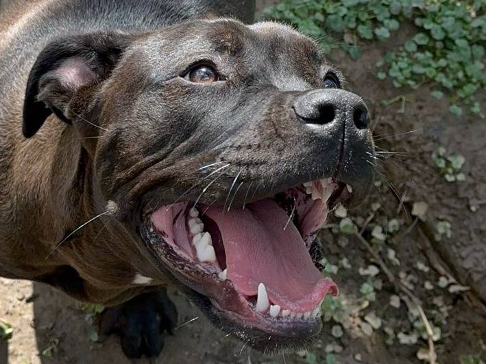 Foto dell'animale