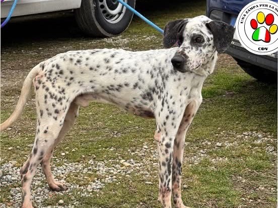 Adotta un cane, maschio, 3 anni e 5 mesi, Milano