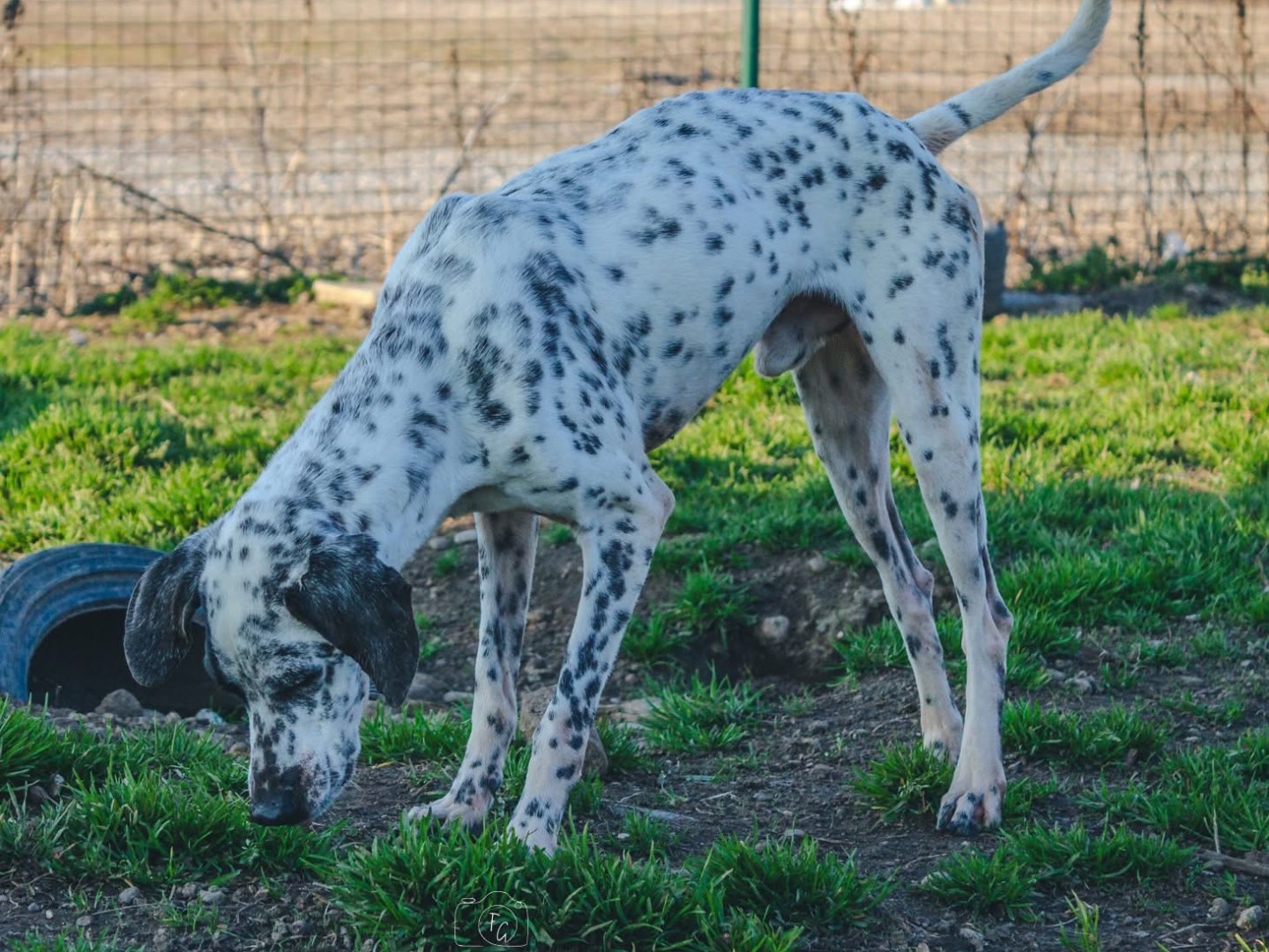 Adotta un cane, taglia media, maschio, Milano