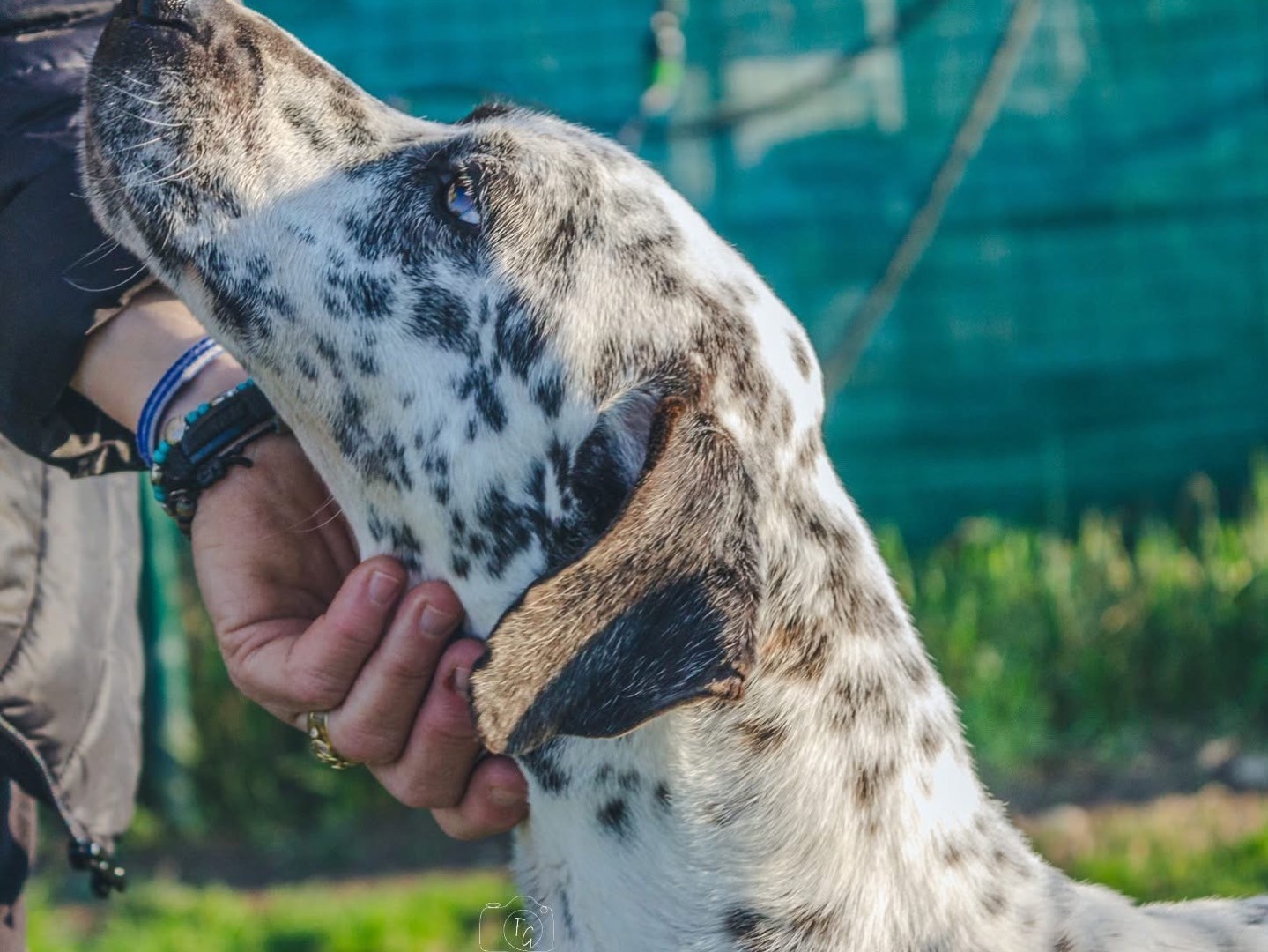 Adotta il cane Rudy a Milano