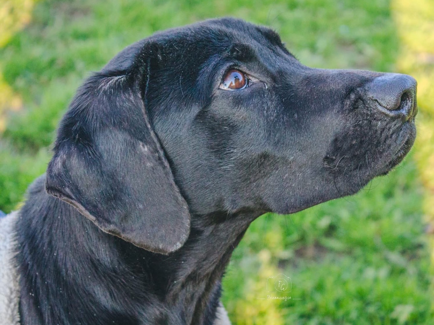 Adotta un cane, maschio, 1 anno e 5 mesi, Milano