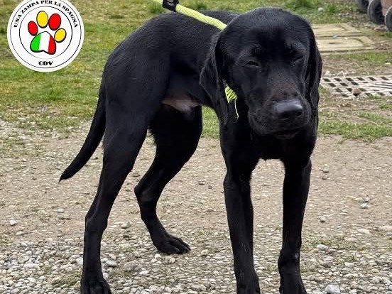 Adotta un cane, taglia media, maschio, Milano
