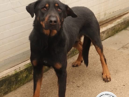 Adotta un cane, maschio, 8 mesi, Milano