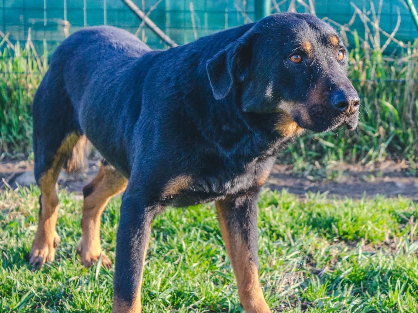 Adotta un cane, taglia media, maschio, Milano