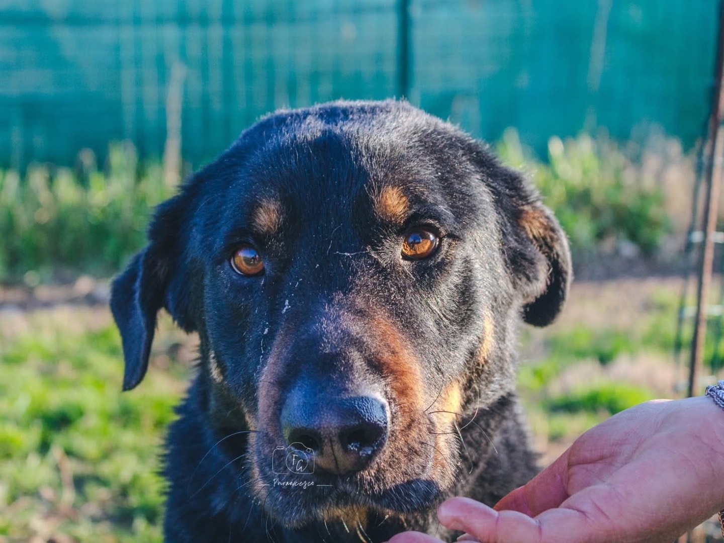 Vuoi adottare un cane a Milano?