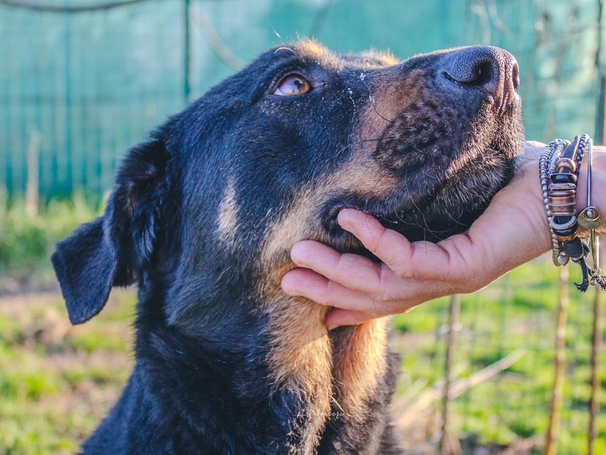 Adotta il cane Nestor a Milano